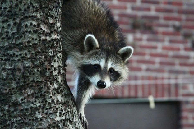 do raccoons hibernate or migrate