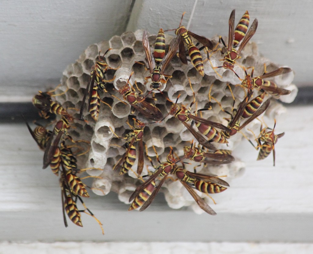 How To Prevent Bee And Wasp Nests