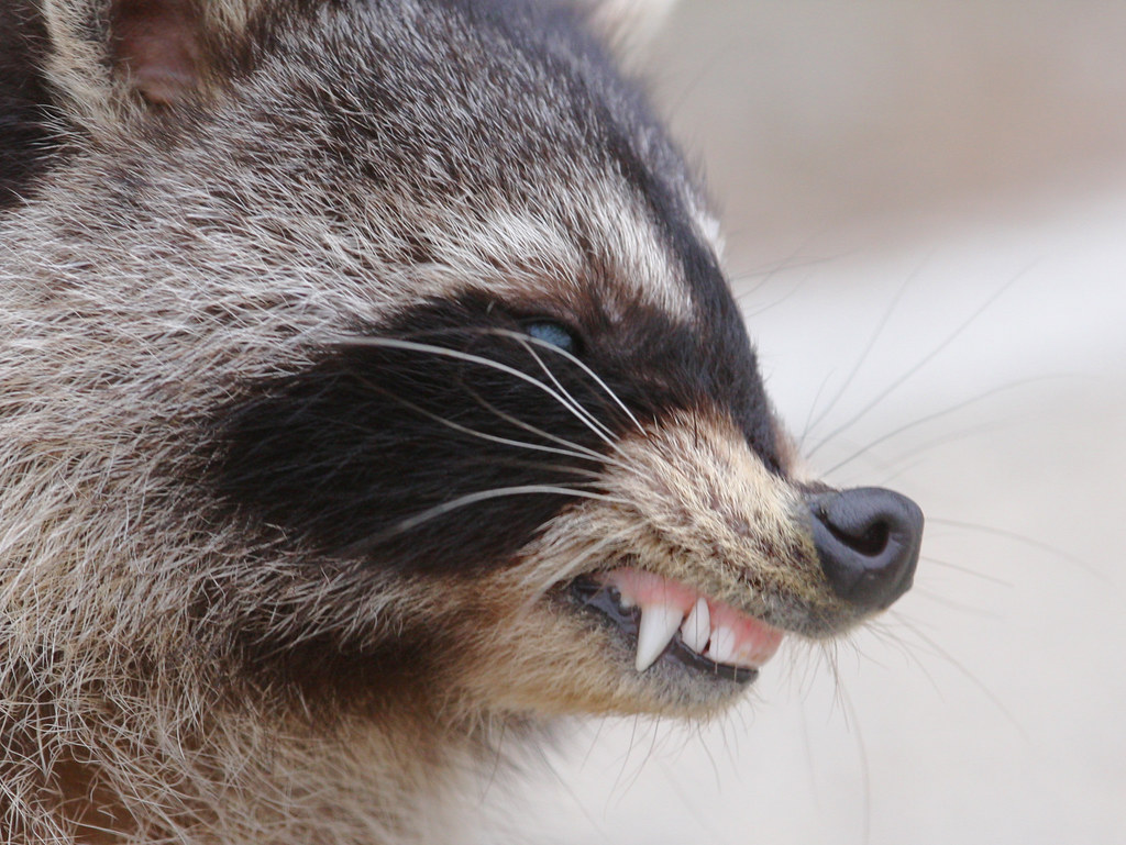 Top 6 Signs That a Raccoon is Rabid -