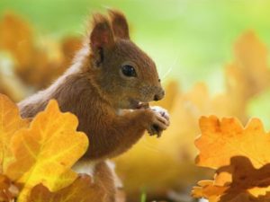 what do animals do during fall