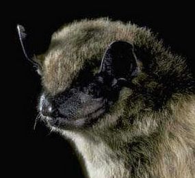 Illinois bat species
