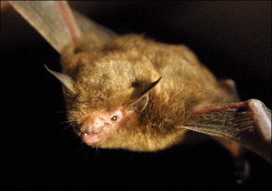 Illinois bat species