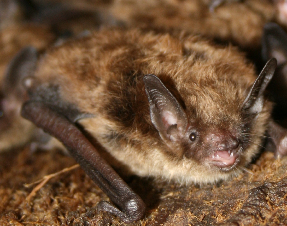 illinois bat species